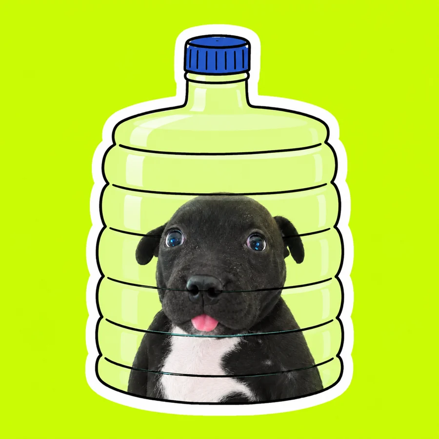 Pup in jug out in the world